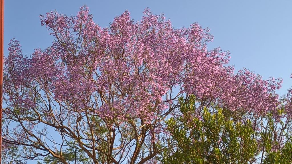 La Jacaranda Sant'Antioco Bagian luar foto